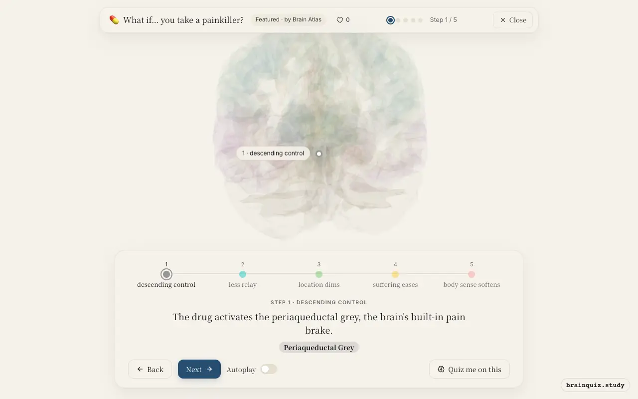 Step 1 of what happens in your brain when you take a painkiller: Periaqueductal Grey lit on the Brain Atlas 3D brain