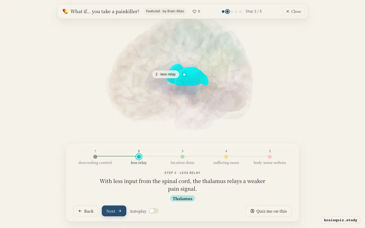 Step 2 of what happens in your brain when you take a painkiller: Periaqueductal Grey, Thalamus lit on the Brain Atlas 3D brain