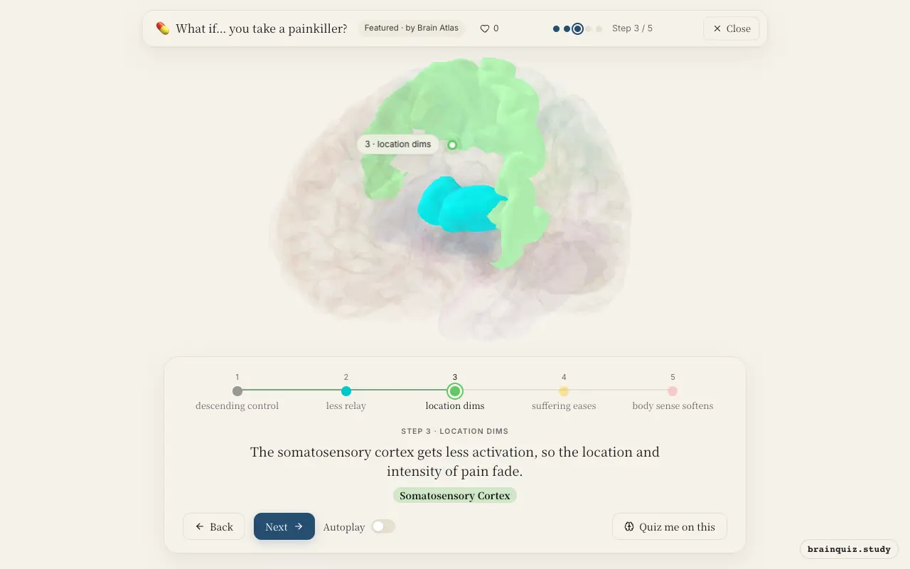 Step 3 of what happens in your brain when you take a painkiller: Periaqueductal Grey, Thalamus, Somatosensory Cortex lit on the Brain Atlas 3D brain