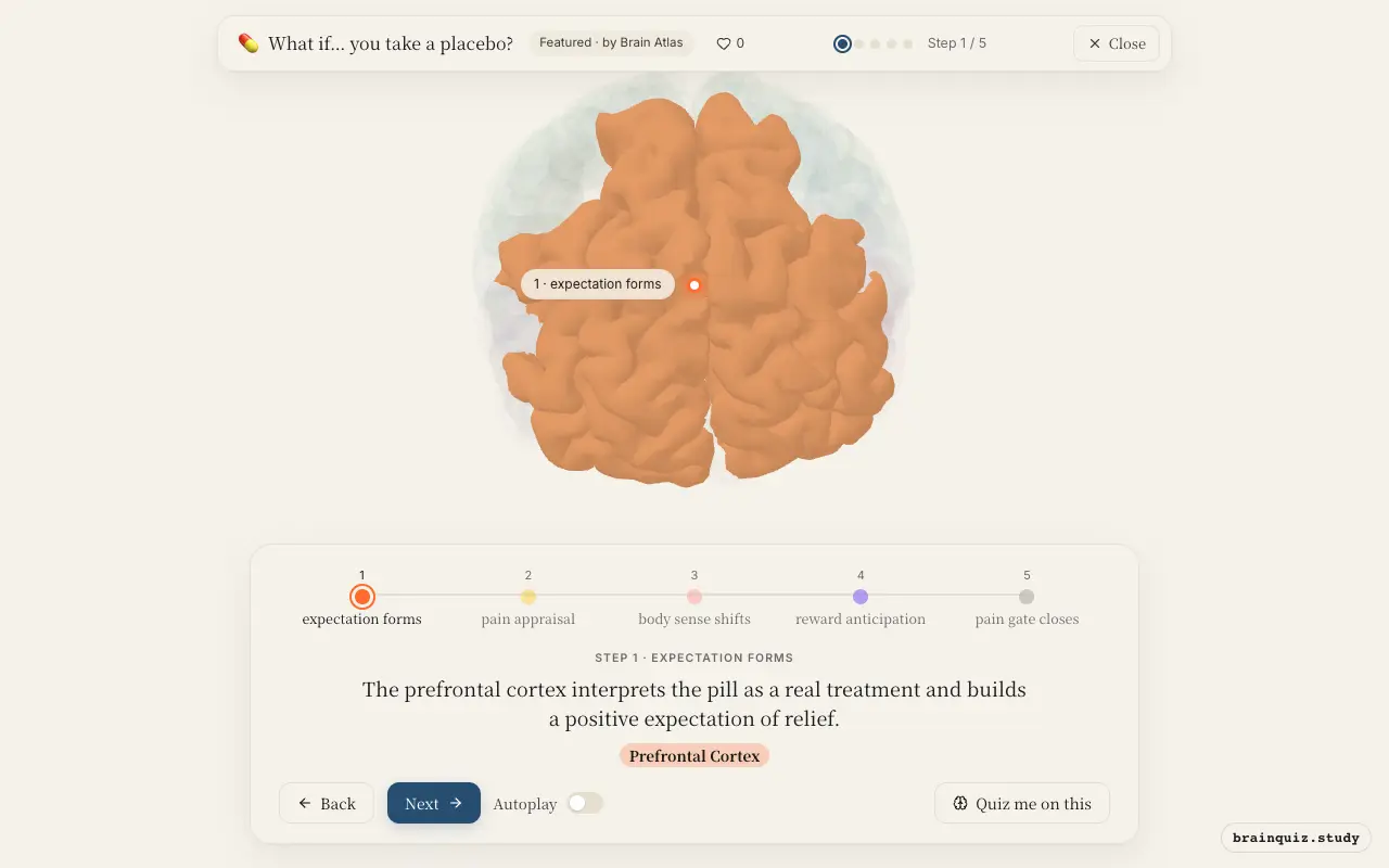 Step 1 of what happens in your brain when you take a placebo: Prefrontal Cortex lit on the Brain Atlas 3D brain