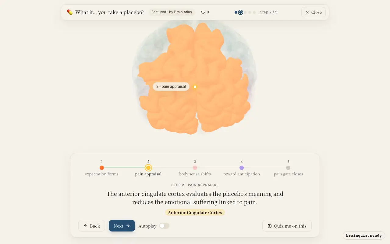 Step 2 of what happens in your brain when you take a placebo: Prefrontal Cortex, Anterior Cingulate Cortex lit on the Brain Atlas 3D brain