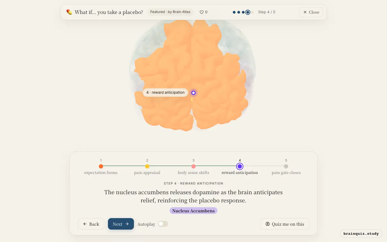 Step 4 of what happens in your brain when you take a placebo: Prefrontal Cortex, Anterior Cingulate Cortex, Insula, Nucleus Accumbens lit on the Brain Atlas 3D brain