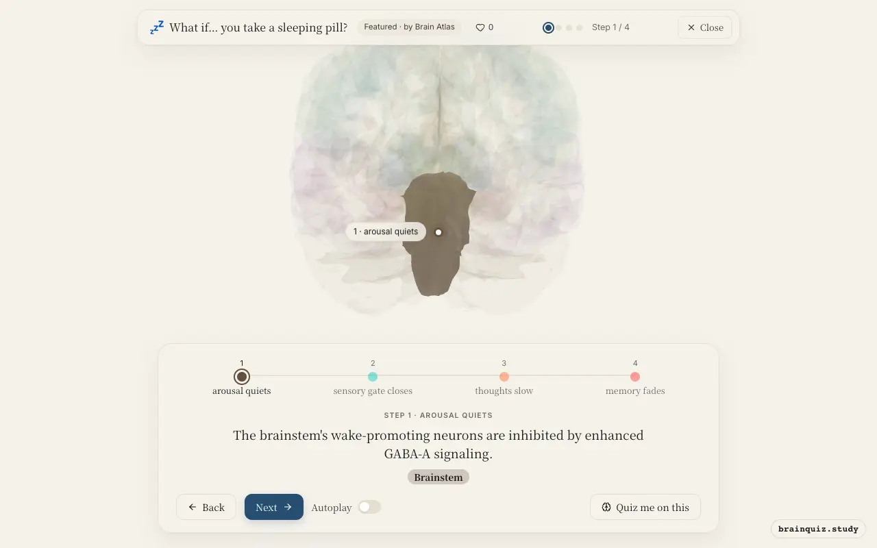 Step 1 of what happens in your brain when you take a sleeping pill: Brainstem lit on the Brain Atlas 3D brain