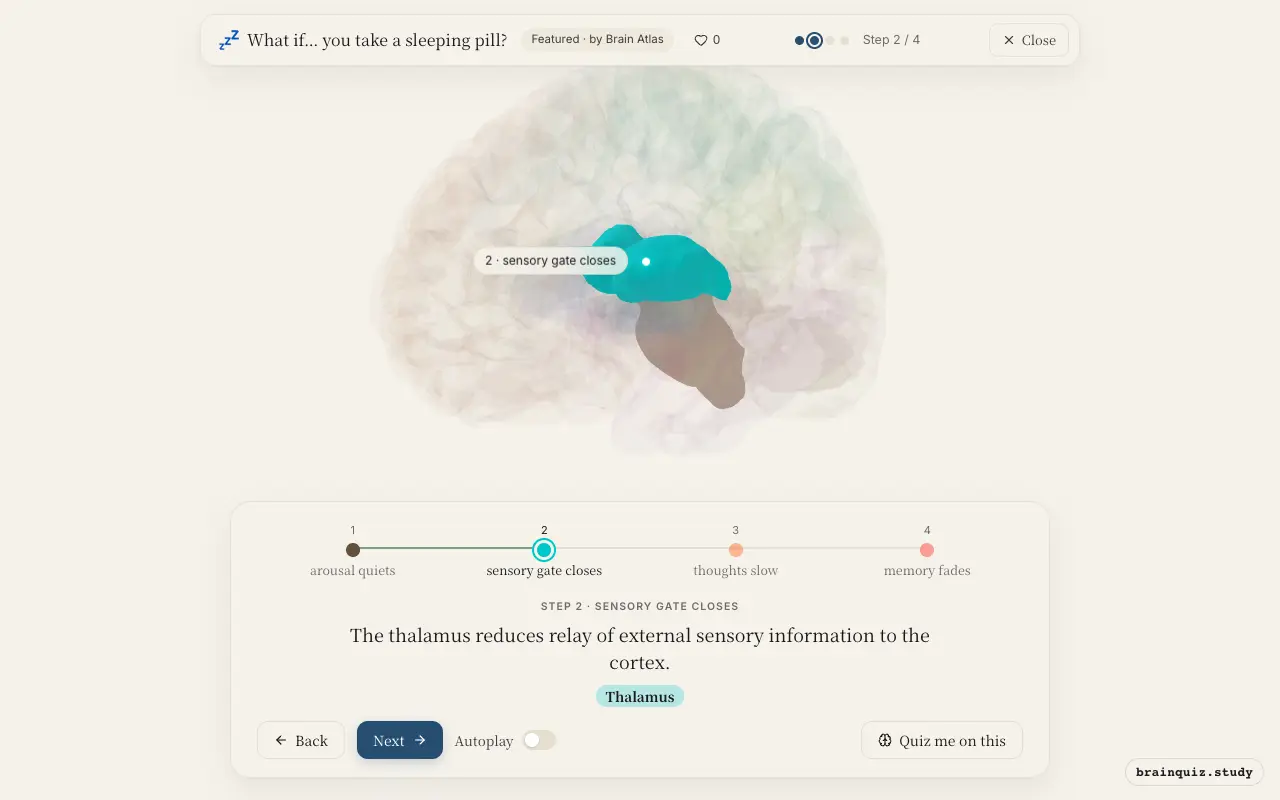 Step 2 of what happens in your brain when you take a sleeping pill: Brainstem, Thalamus lit on the Brain Atlas 3D brain