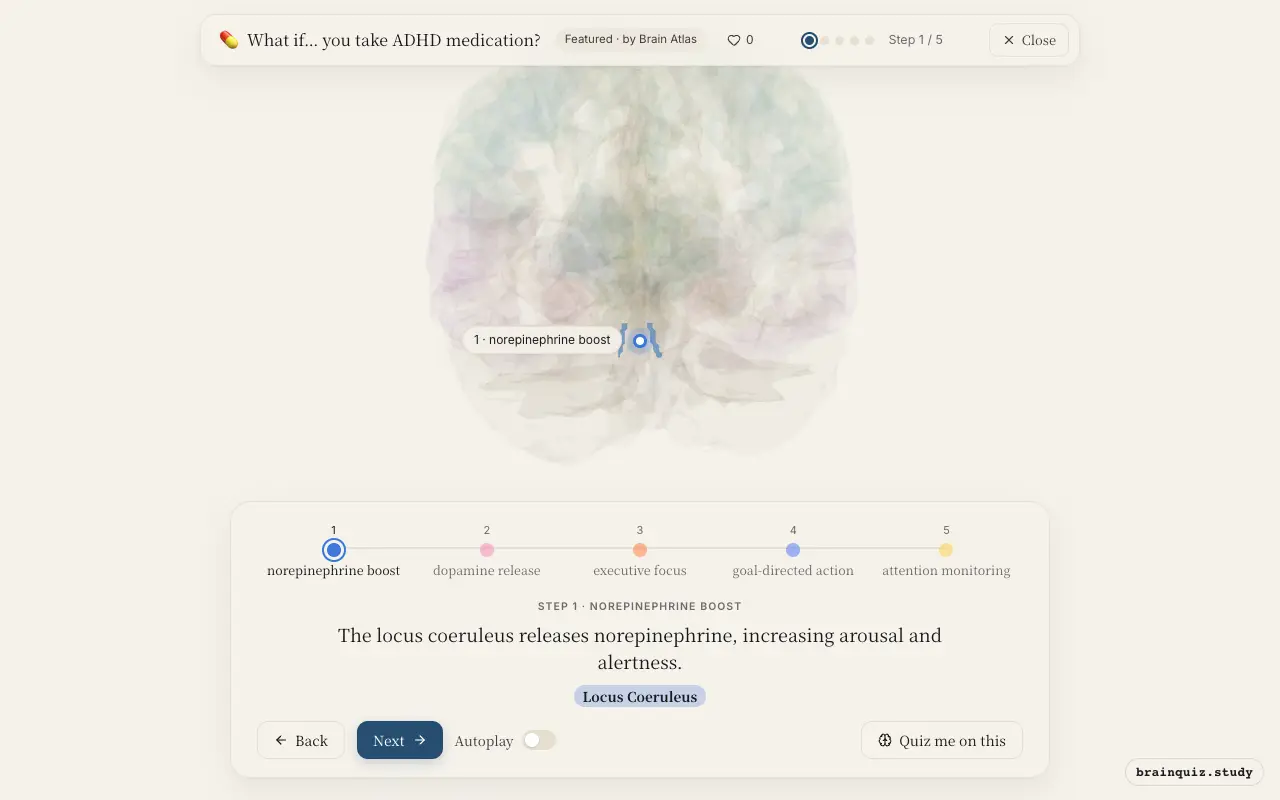 Step 1 of what happens in your brain when you take ADHD medication: Locus Coeruleus lit on the Brain Atlas 3D brain