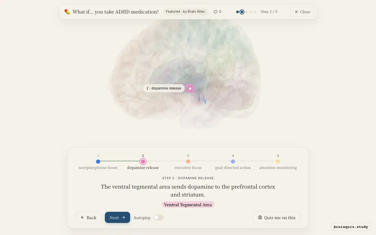 Step 2 of what happens in your brain when you take ADHD medication: Locus Coeruleus, Ventral Tegmental Area lit on the Brain Atlas 3D brain