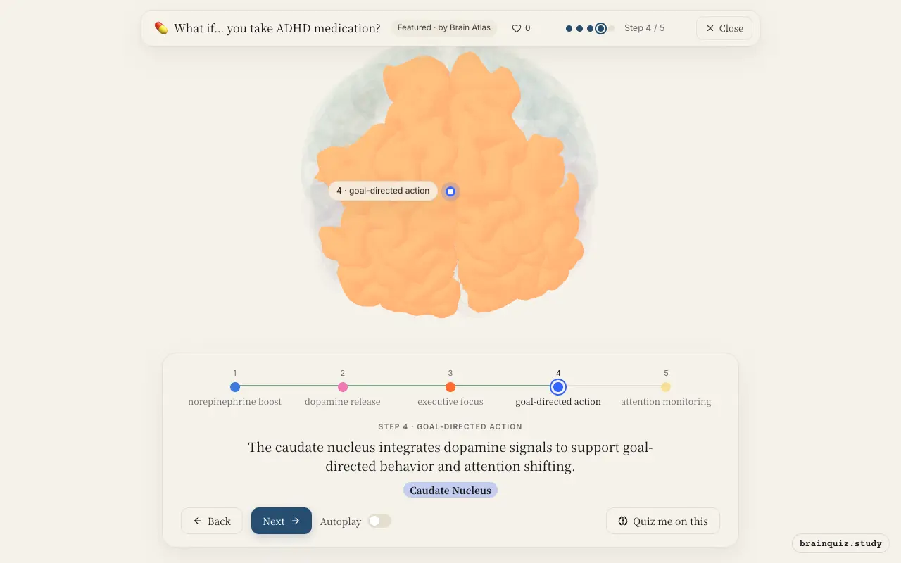 Step 4 of what happens in your brain when you take ADHD medication: Locus Coeruleus, Ventral Tegmental Area, Prefrontal Cortex, Caudate Nucleus lit on the Brain Atlas 3D brain