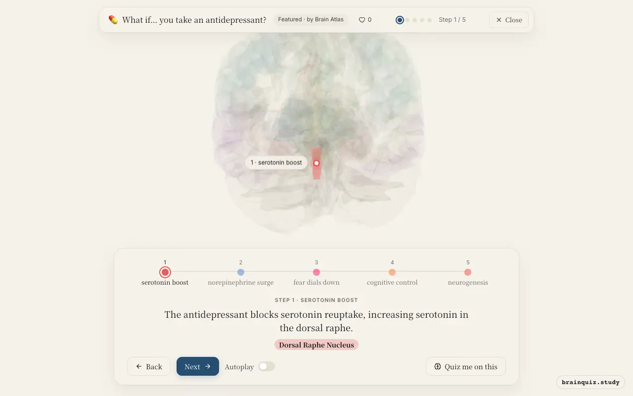 Step 1 of what happens in your brain when you take an antidepressant: Dorsal Raphe Nucleus lit on the Brain Atlas 3D brain