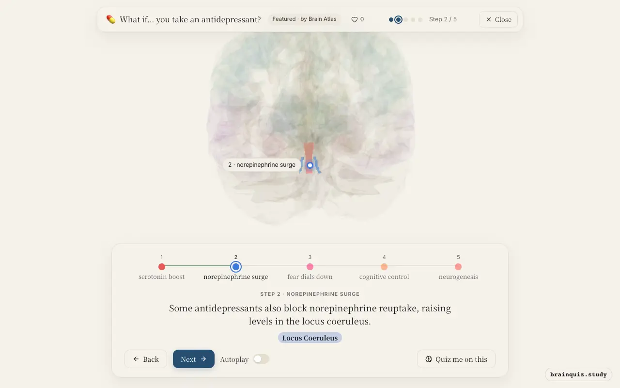 Step 2 of what happens in your brain when you take an antidepressant: Dorsal Raphe Nucleus, Locus Coeruleus lit on the Brain Atlas 3D brain