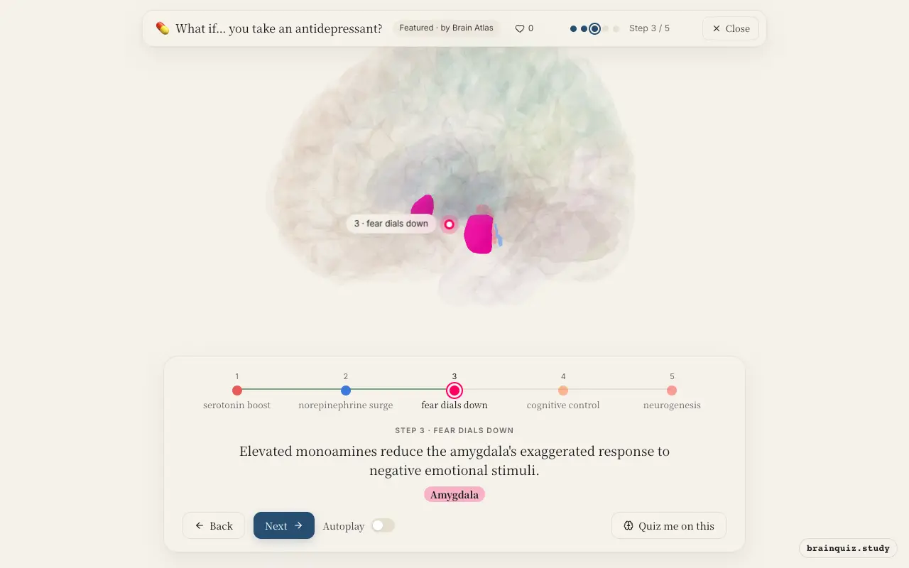 Step 3 of what happens in your brain when you take an antidepressant: Dorsal Raphe Nucleus, Locus Coeruleus, Amygdala lit on the Brain Atlas 3D brain