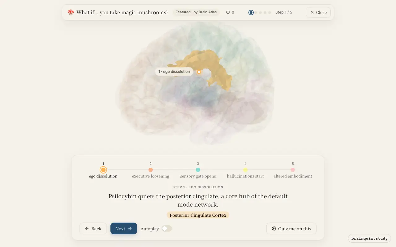 Step 1 of what happens in your brain when you take magic mushrooms: Posterior Cingulate Cortex lit on the Brain Atlas 3D brain