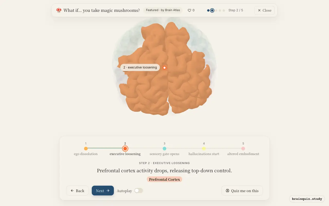 Step 2 of what happens in your brain when you take magic mushrooms: Posterior Cingulate Cortex, Prefrontal Cortex lit on the Brain Atlas 3D brain