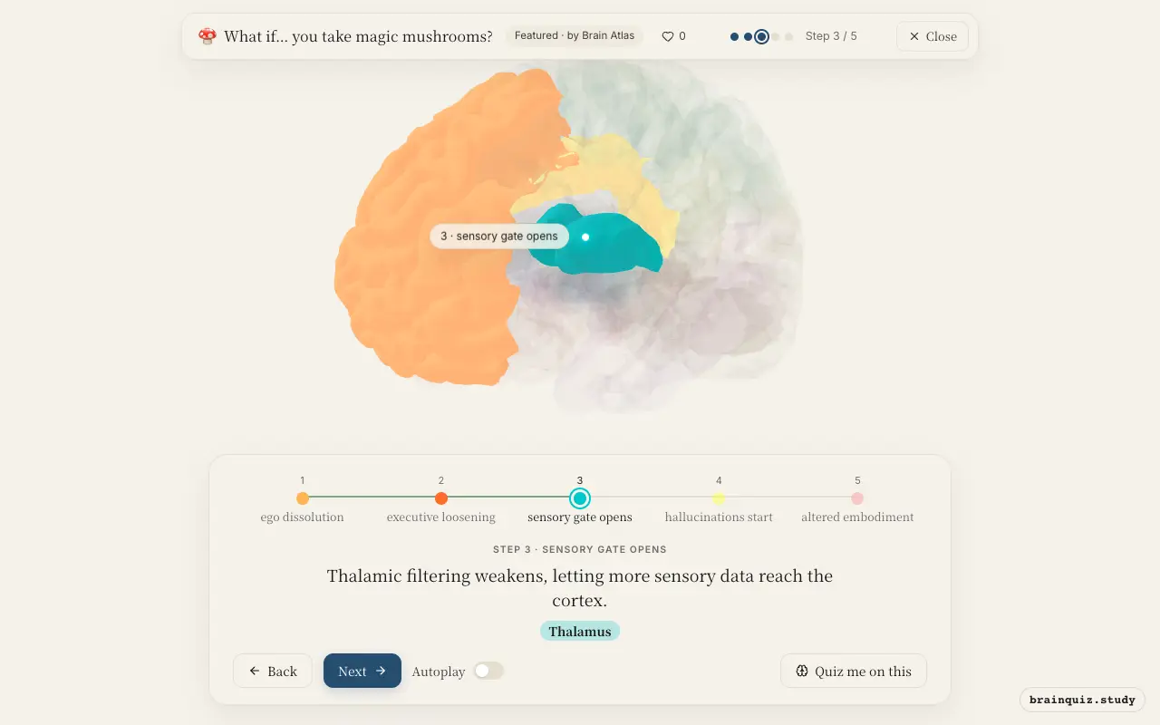 Step 3 of what happens in your brain when you take magic mushrooms: Posterior Cingulate Cortex, Prefrontal Cortex, Thalamus lit on the Brain Atlas 3D brain