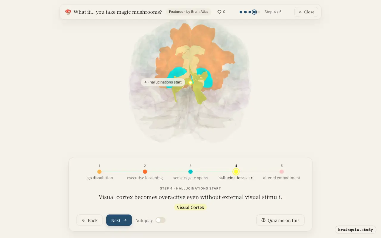 Step 4 of what happens in your brain when you take magic mushrooms: Posterior Cingulate Cortex, Prefrontal Cortex, Thalamus, Visual Cortex lit on the Brain Atlas 3D brain
