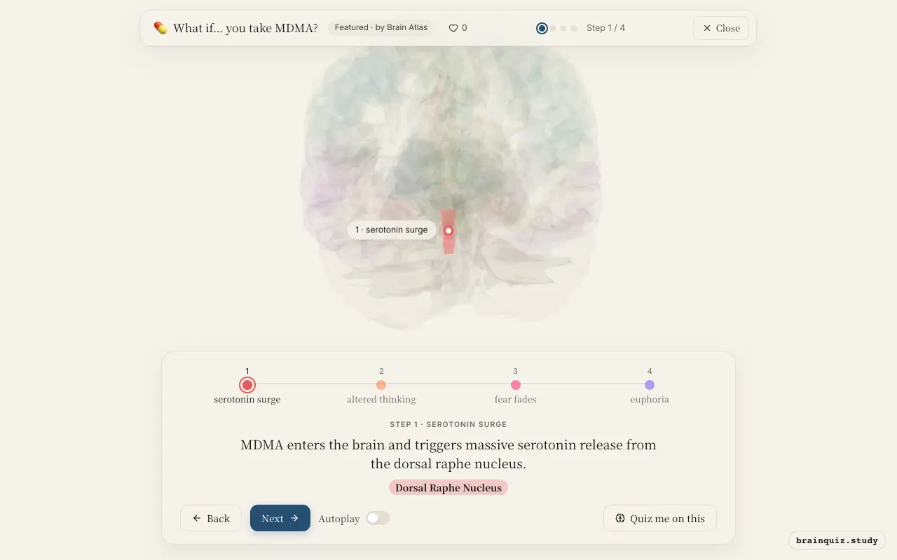 Step 1 of what happens in your brain when you take MDMA: Dorsal Raphe Nucleus lit on the Brain Atlas 3D brain