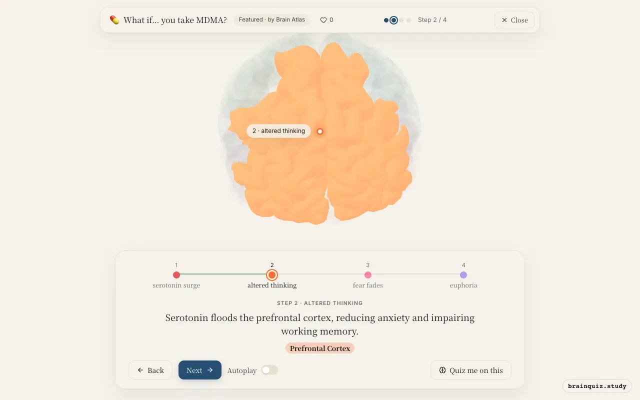 Step 2 of what happens in your brain when you take MDMA: Dorsal Raphe Nucleus, Prefrontal Cortex lit on the Brain Atlas 3D brain