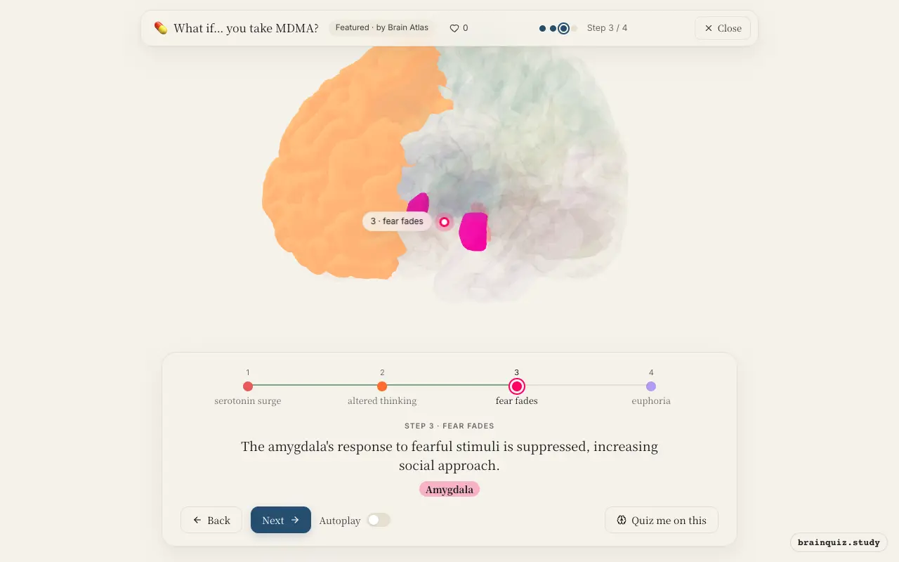 Step 3 of what happens in your brain when you take MDMA: Dorsal Raphe Nucleus, Prefrontal Cortex, Amygdala lit on the Brain Atlas 3D brain
