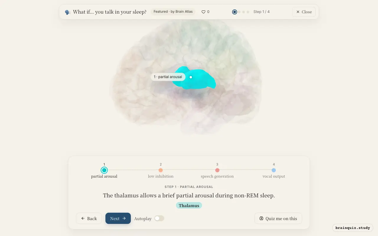 Step 1 of what happens in your brain when you talk in your sleep: Thalamus lit on the Brain Atlas 3D brain