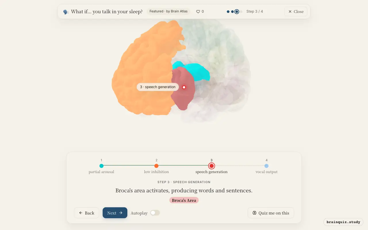 Step 3 of what happens in your brain when you talk in your sleep: Thalamus, Prefrontal Cortex, Broca's Area lit on the Brain Atlas 3D brain