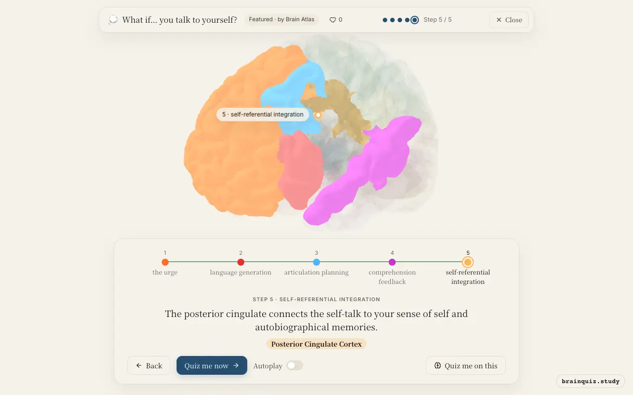 Prefrontal Cortex, Broca's Area, Premotor Cortex, Wernicke's Area, Posterior Cingulate Cortex lit up on the Brain Atlas 3D brain: what happens in your brain when you talk to yourself