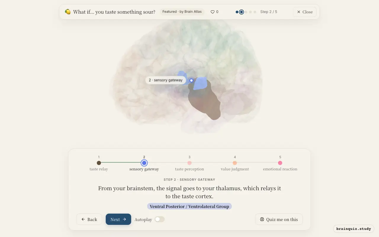 Step 2 of what happens in your brain when you taste something sour: Brainstem, Ventral Posterior / Ventrolateral Group lit on the Brain Atlas 3D brain