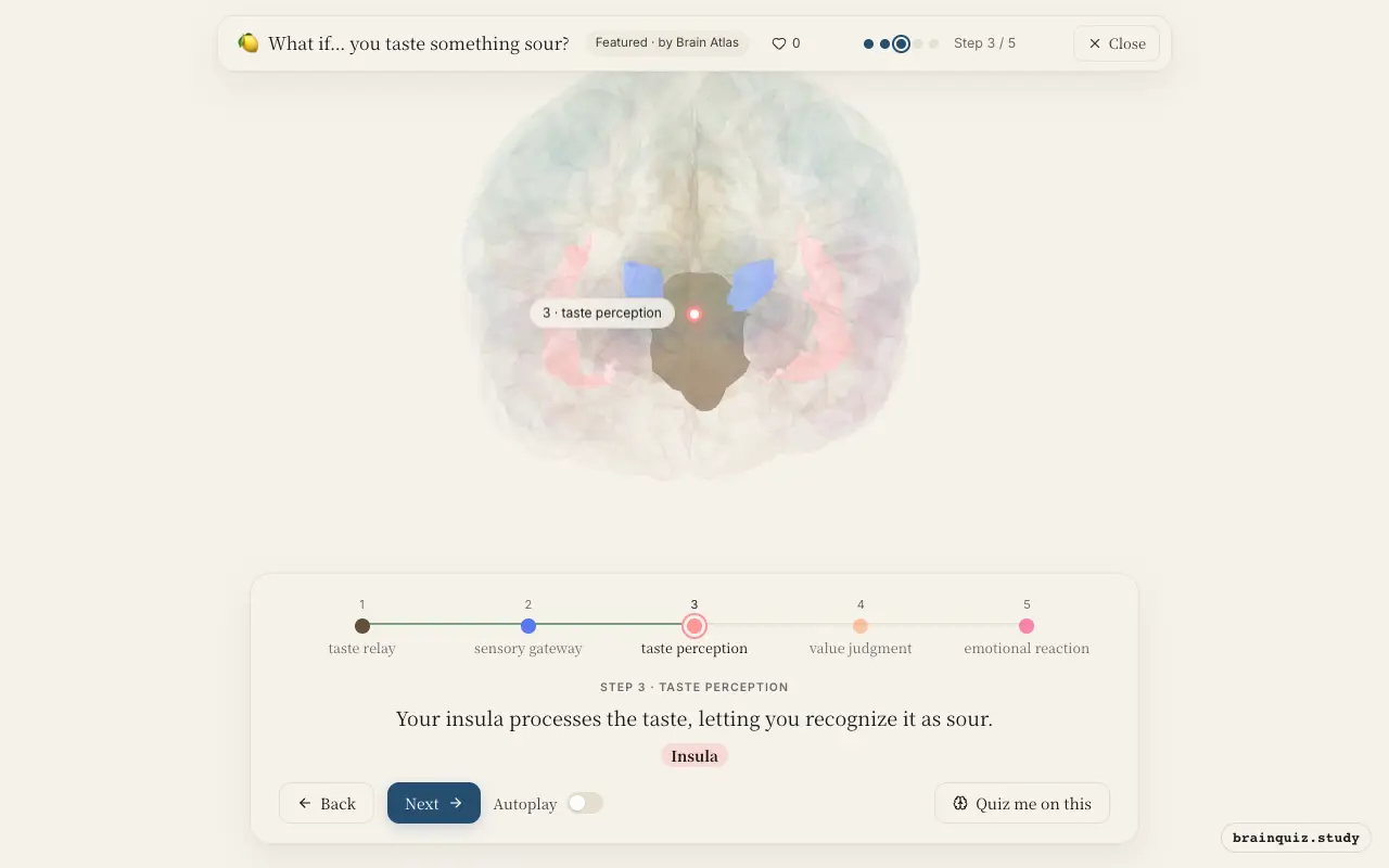 Step 3 of what happens in your brain when you taste something sour: Brainstem, Ventral Posterior / Ventrolateral Group, Insula lit on the Brain Atlas 3D brain