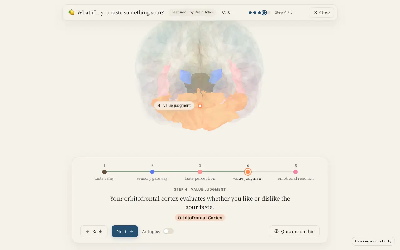 Step 4 of what happens in your brain when you taste something sour: Brainstem, Ventral Posterior / Ventrolateral Group, Insula, Orbitofrontal Cortex lit on the Brain Atlas 3D brain