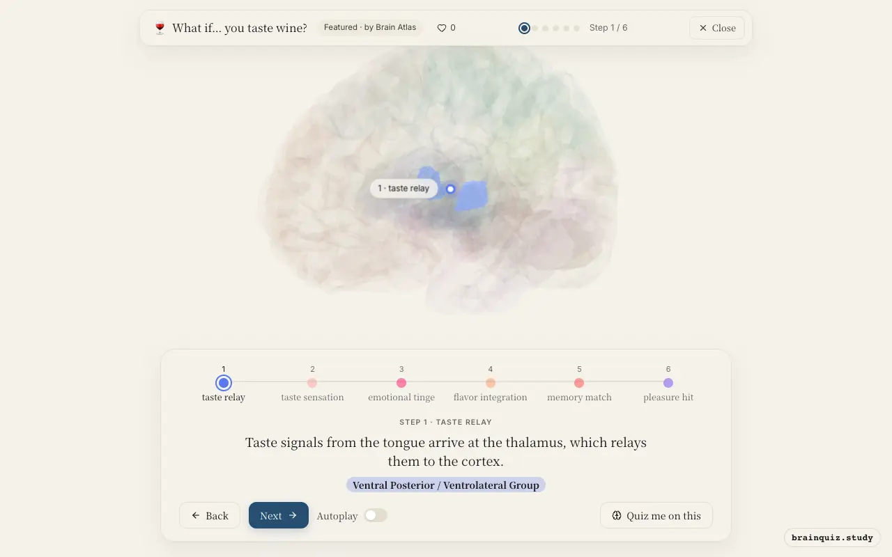 Step 1 of what happens in your brain when you taste wine: Ventral Posterior / Ventrolateral Group lit on the Brain Atlas 3D brain