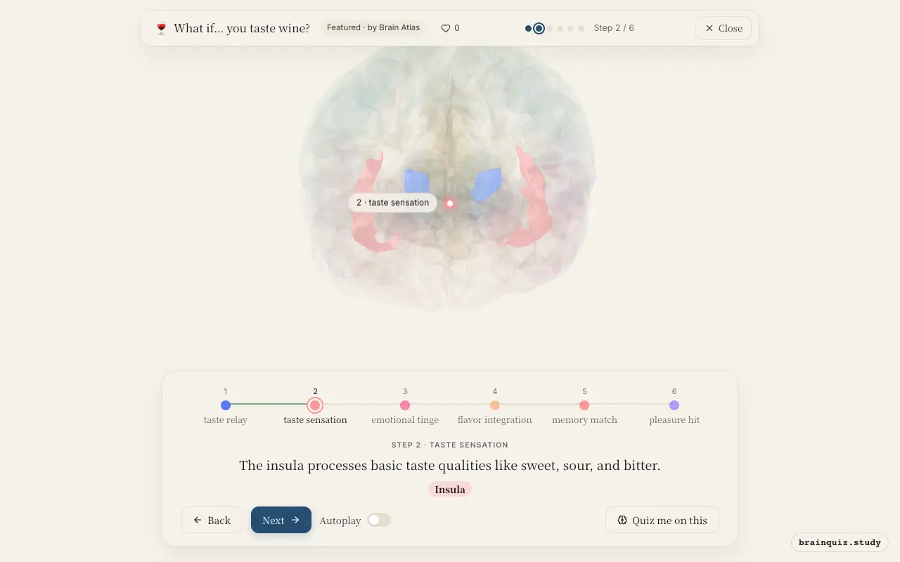 Step 2 of what happens in your brain when you taste wine: Ventral Posterior / Ventrolateral Group, Insula lit on the Brain Atlas 3D brain