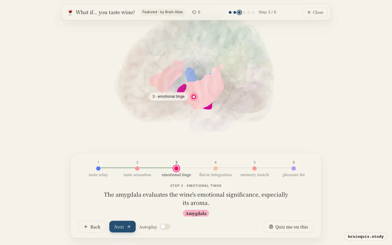 Step 3 of what happens in your brain when you taste wine: Ventral Posterior / Ventrolateral Group, Insula, Amygdala lit on the Brain Atlas 3D brain