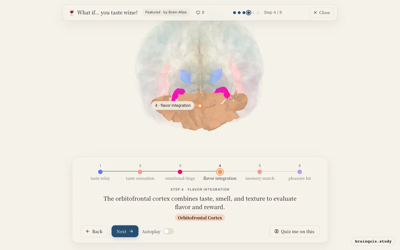 Step 4 of what happens in your brain when you taste wine: Ventral Posterior / Ventrolateral Group, Insula, Amygdala, Orbitofrontal Cortex lit on the Brain Atlas 3D brain