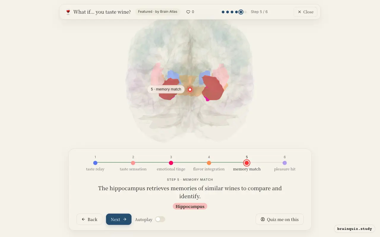 Step 5 of what happens in your brain when you taste wine: Ventral Posterior / Ventrolateral Group, Insula, Amygdala, Orbitofrontal Cortex, Hippocampus lit on the Brain Atlas 3D brain