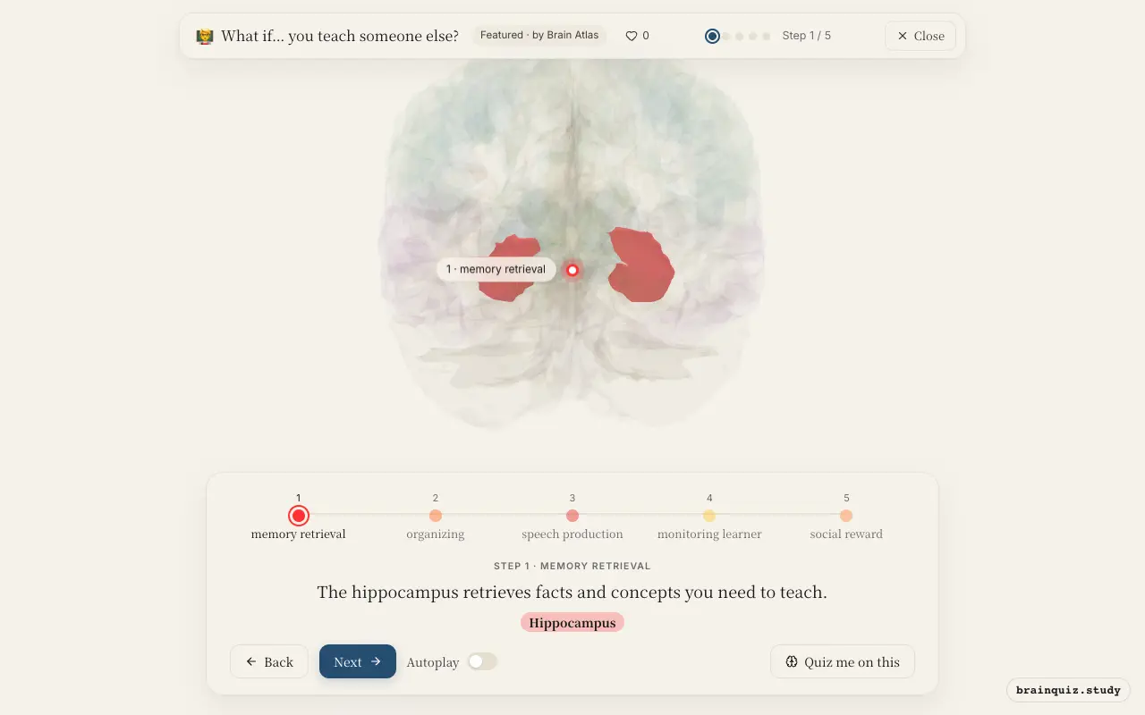 Step 1 of what happens in your brain when you teach someone else: Hippocampus lit on the Brain Atlas 3D brain
