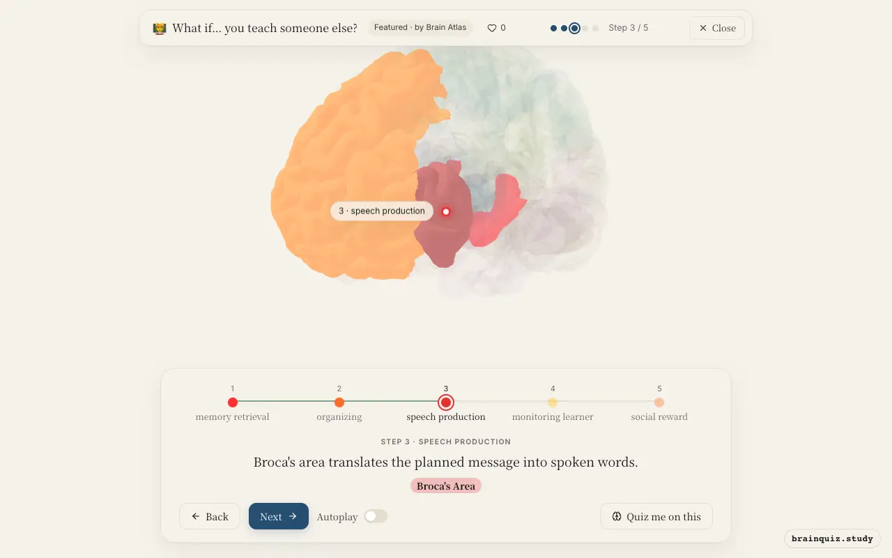 Step 3 of what happens in your brain when you teach someone else: Hippocampus, Prefrontal Cortex, Broca's Area lit on the Brain Atlas 3D brain