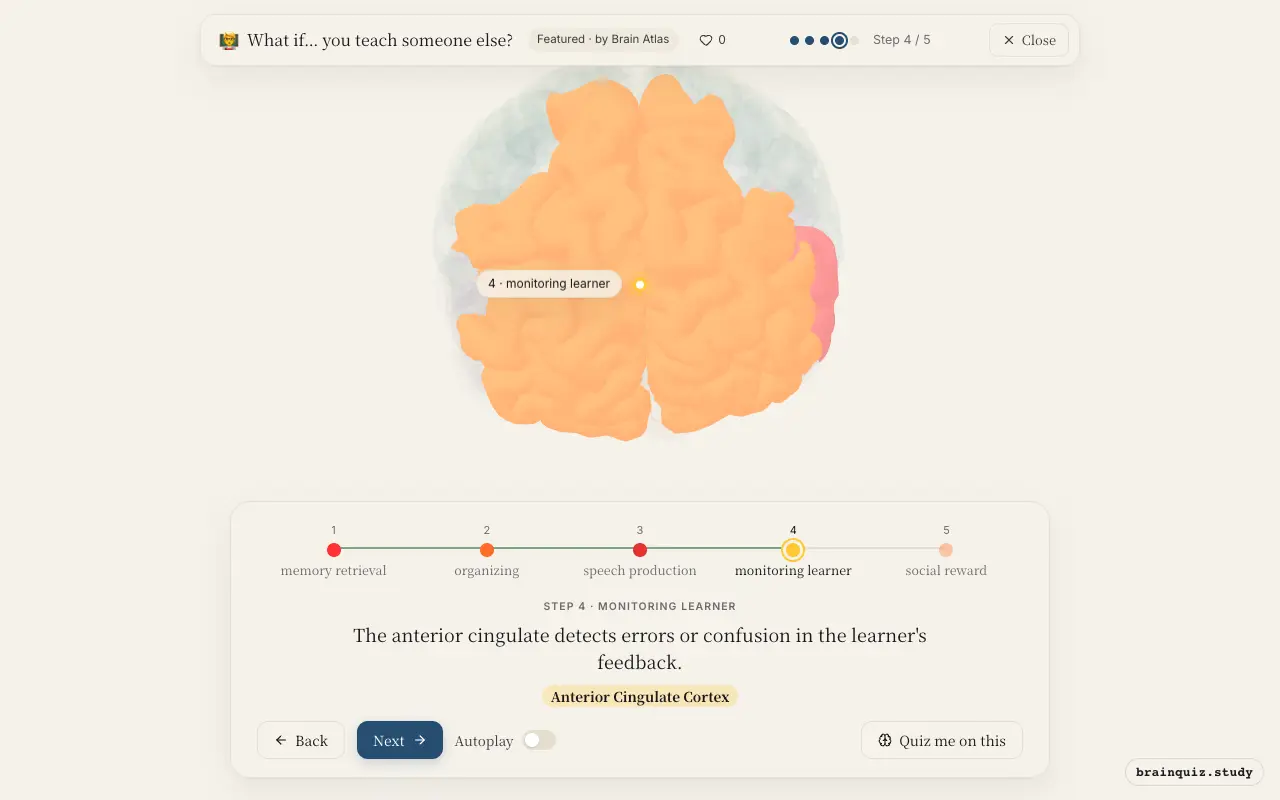 Step 4 of what happens in your brain when you teach someone else: Hippocampus, Prefrontal Cortex, Broca's Area, Anterior Cingulate Cortex lit on the Brain Atlas 3D brain