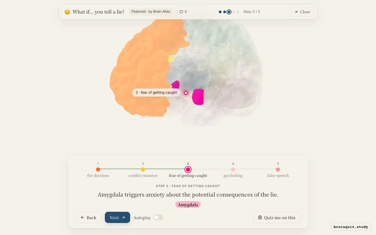 Step 3 of what happens in your brain when you tell a lie: Prefrontal Cortex, Anterior Cingulate Cortex, Amygdala lit on the Brain Atlas 3D brain