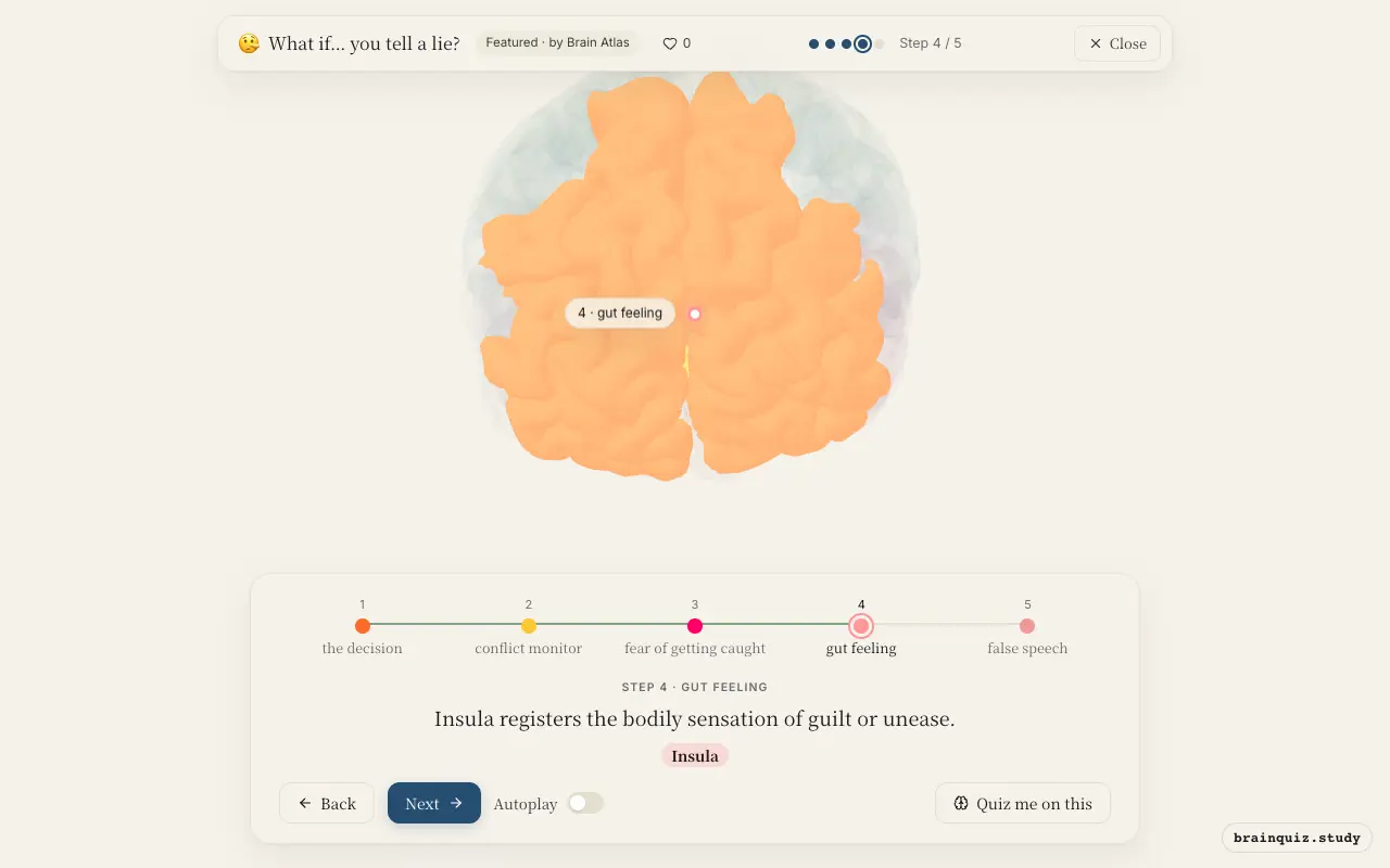 Step 4 of what happens in your brain when you tell a lie: Prefrontal Cortex, Anterior Cingulate Cortex, Amygdala, Insula lit on the Brain Atlas 3D brain