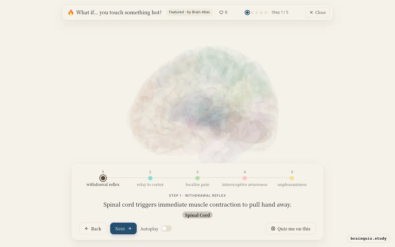 Step 1 of what happens in your brain when you touch something hot: Spinal Cord lit on the Brain Atlas 3D brain