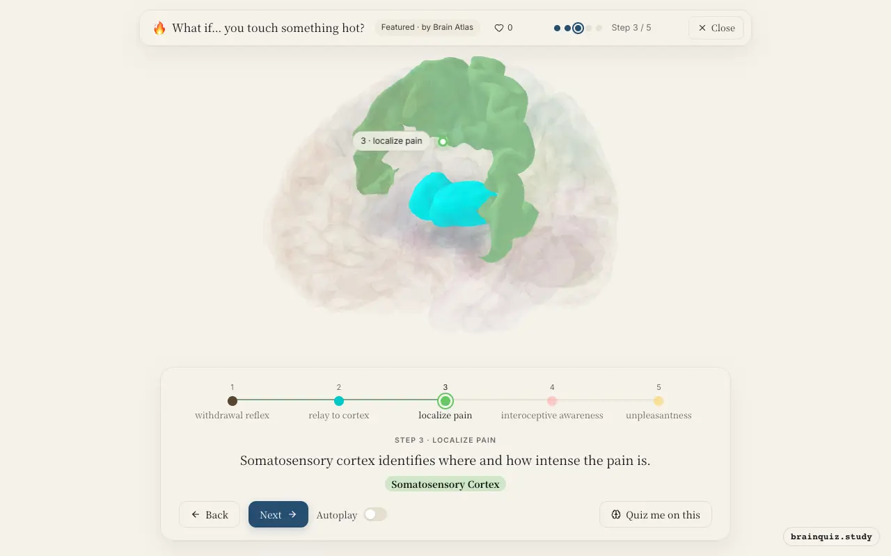 Step 3 of what happens in your brain when you touch something hot: Spinal Cord, Thalamus, Somatosensory Cortex lit on the Brain Atlas 3D brain