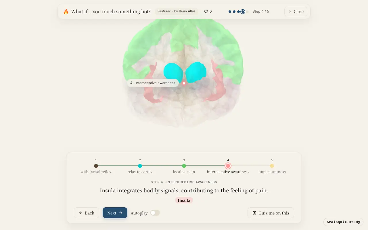 Step 4 of what happens in your brain when you touch something hot: Spinal Cord, Thalamus, Somatosensory Cortex, Insula lit on the Brain Atlas 3D brain