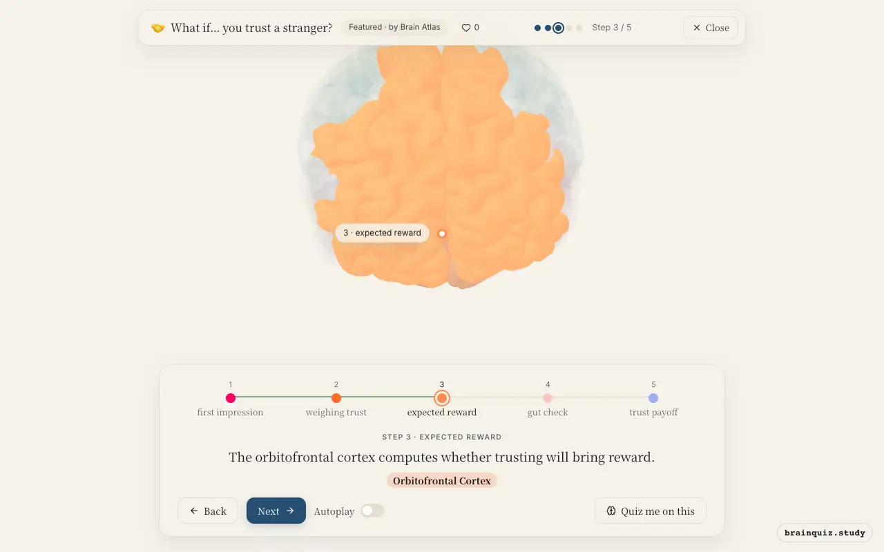 Step 3 of what happens in your brain when you trust a stranger: Amygdala, Prefrontal Cortex, Orbitofrontal Cortex lit on the Brain Atlas 3D brain