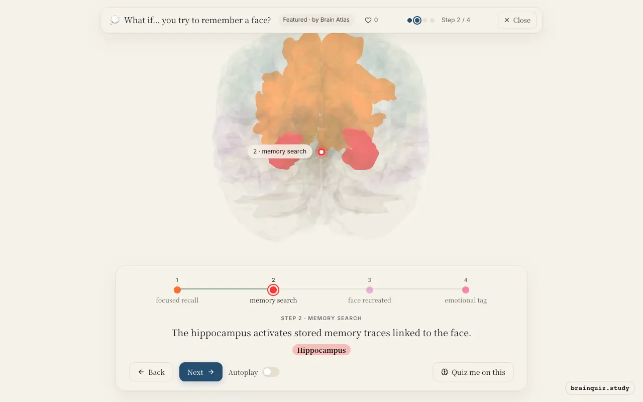 Step 2 of what happens in your brain when you try to remember a face: Prefrontal Cortex, Hippocampus lit on the Brain Atlas 3D brain