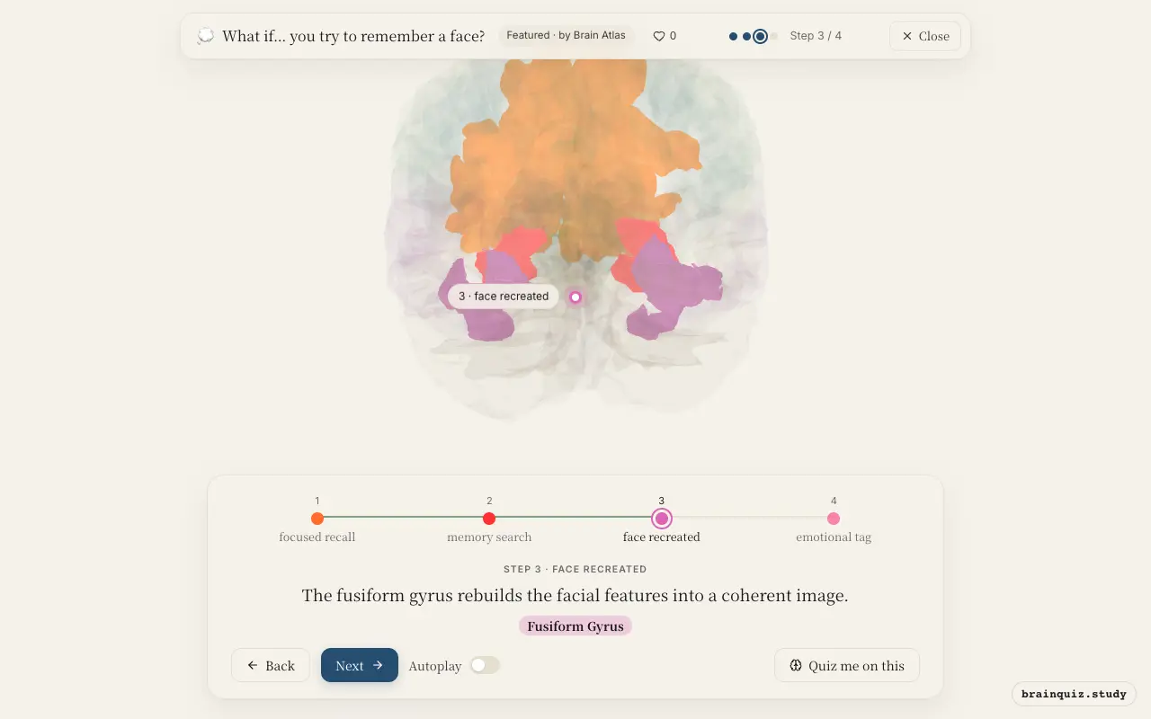 Step 3 of what happens in your brain when you try to remember a face: Prefrontal Cortex, Hippocampus, Fusiform Gyrus lit on the Brain Atlas 3D brain