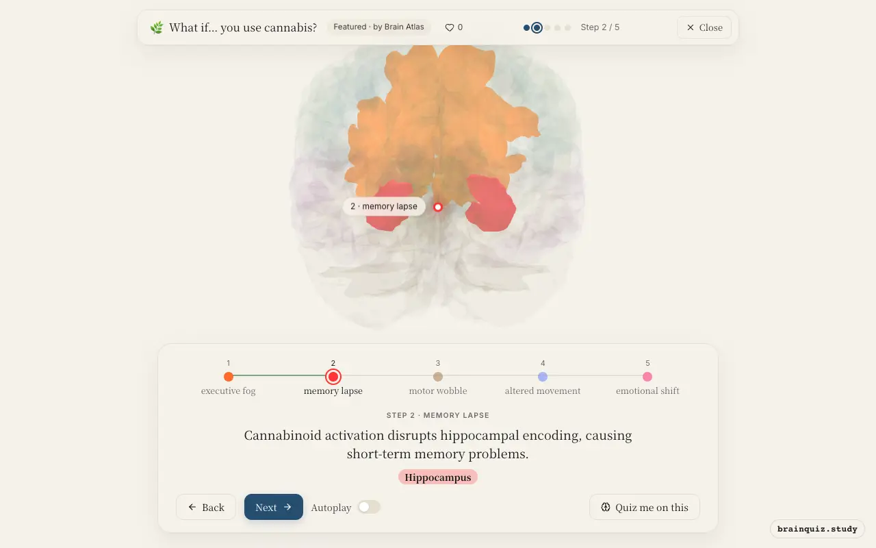 Step 2 of what happens in your brain when you use cannabis: Prefrontal Cortex, Hippocampus lit on the Brain Atlas 3D brain