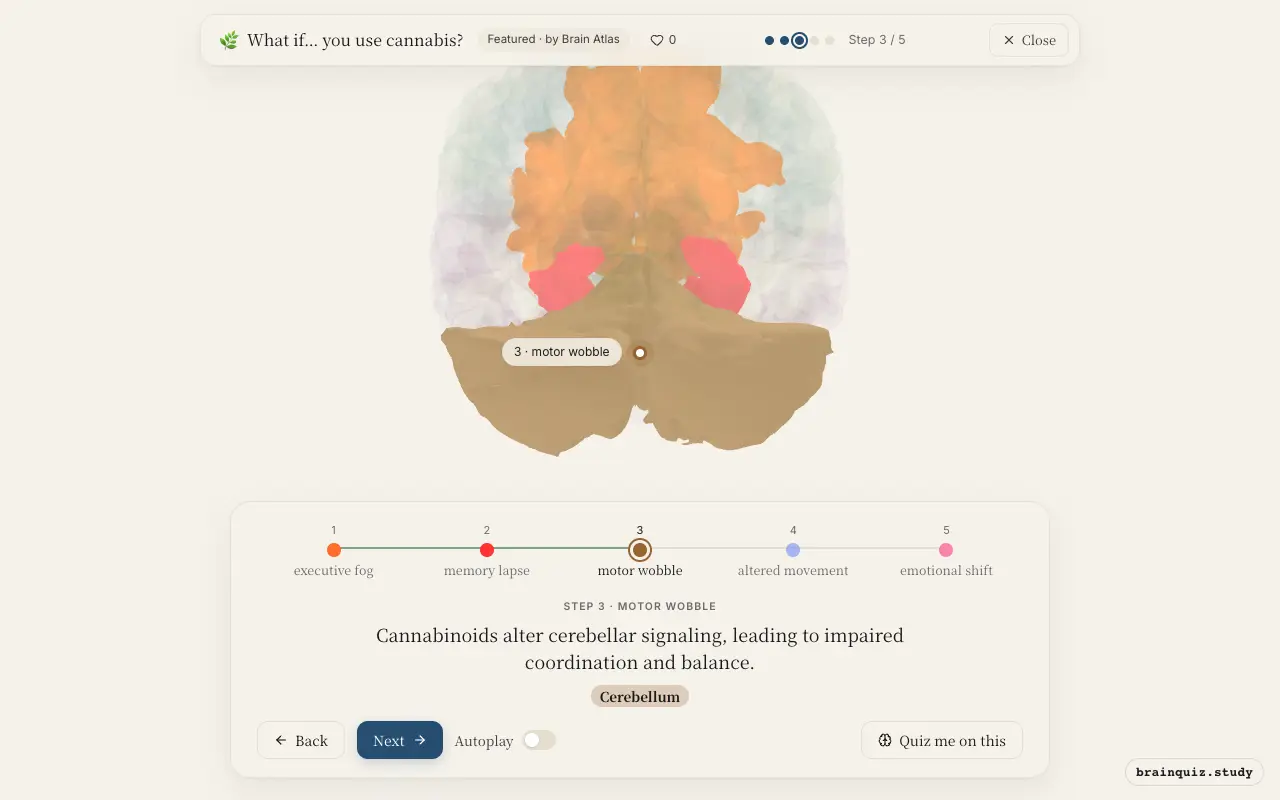Step 3 of what happens in your brain when you use cannabis: Prefrontal Cortex, Hippocampus, Cerebellum lit on the Brain Atlas 3D brain