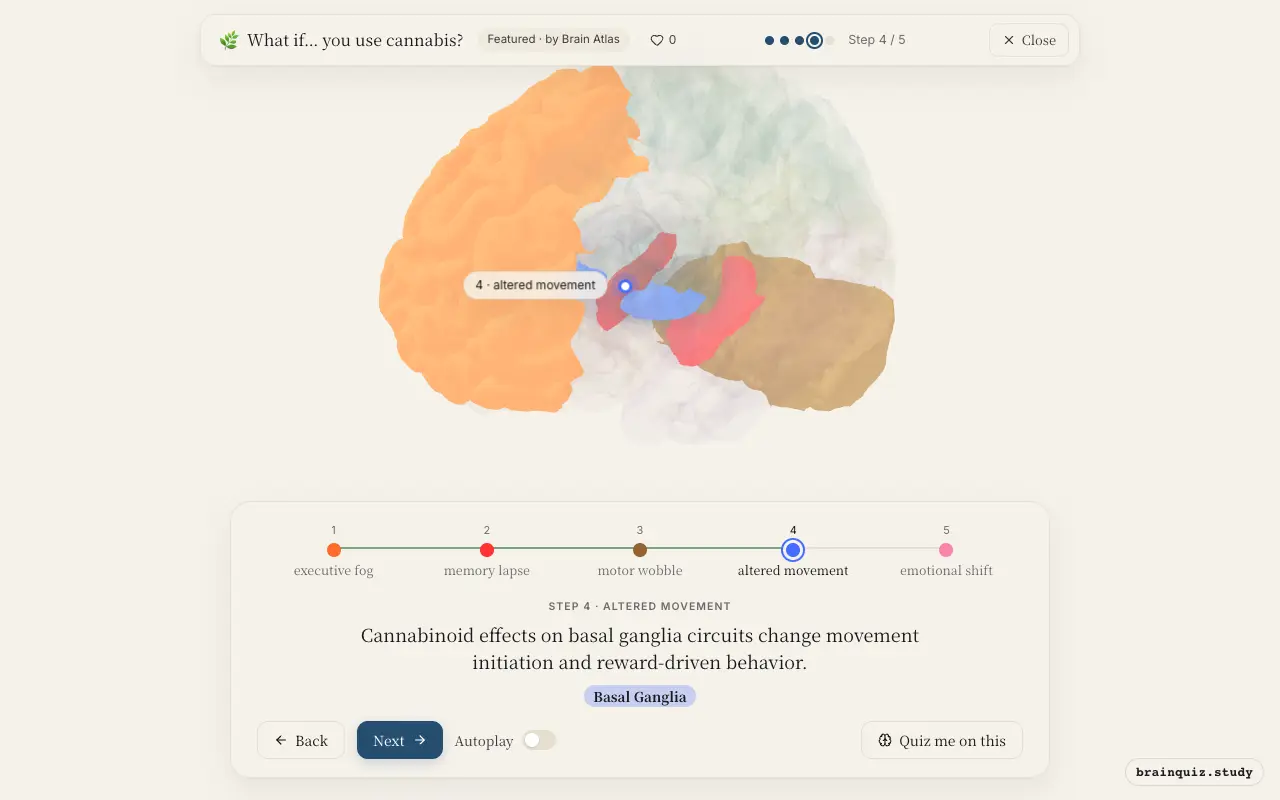 Step 4 of what happens in your brain when you use cannabis: Prefrontal Cortex, Hippocampus, Cerebellum, Basal Ganglia lit on the Brain Atlas 3D brain