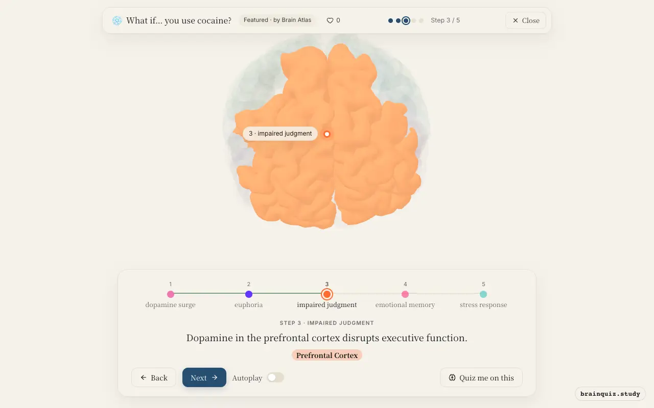 Step 3 of what happens in your brain when you use cocaine: Ventral Tegmental Area, Nucleus Accumbens, Prefrontal Cortex lit on the Brain Atlas 3D brain