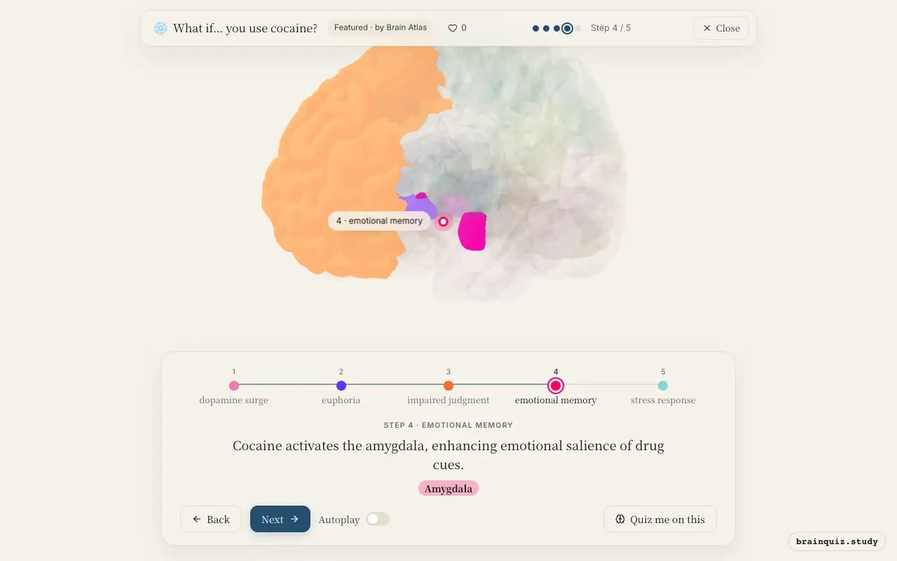 Step 4 of what happens in your brain when you use cocaine: Ventral Tegmental Area, Nucleus Accumbens, Prefrontal Cortex, Amygdala lit on the Brain Atlas 3D brain