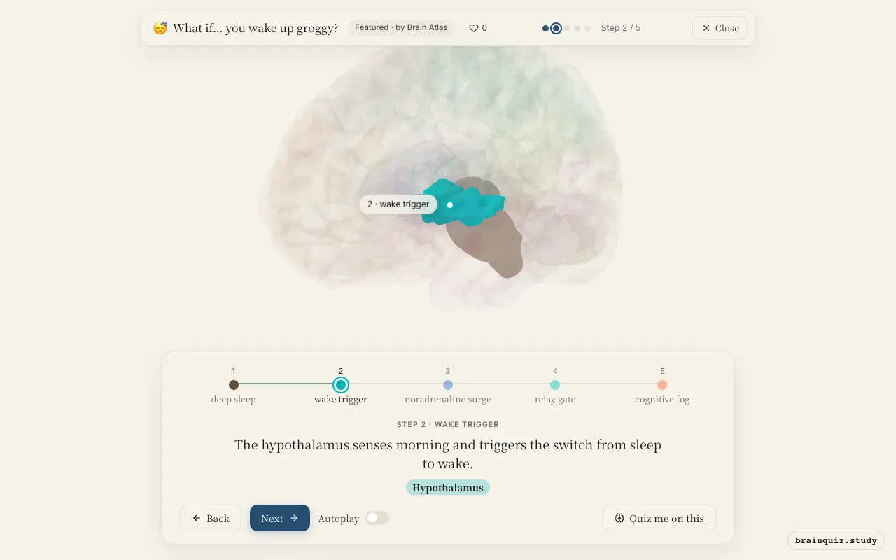 Step 2 of what happens in your brain when you wake up groggy: Brainstem, Hypothalamus lit on the Brain Atlas 3D brain