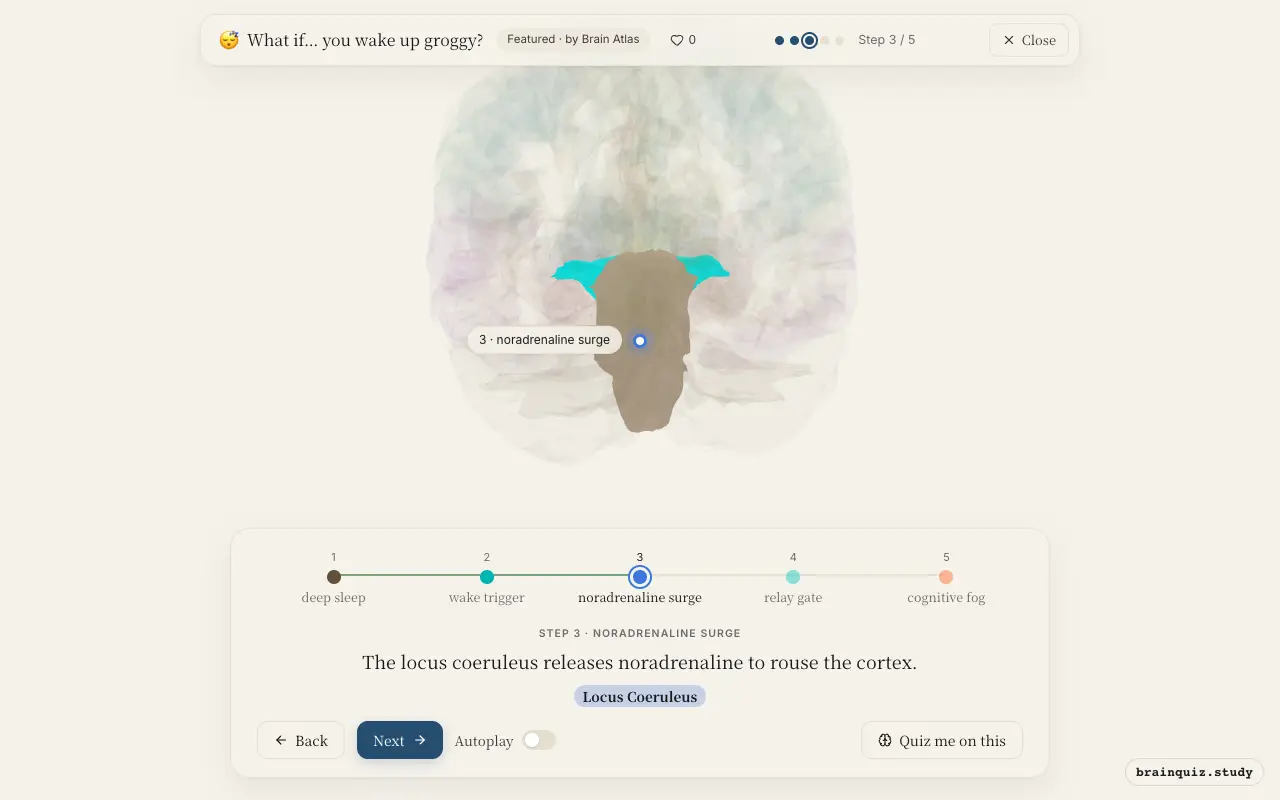 Step 3 of what happens in your brain when you wake up groggy: Brainstem, Hypothalamus, Locus Coeruleus lit on the Brain Atlas 3D brain